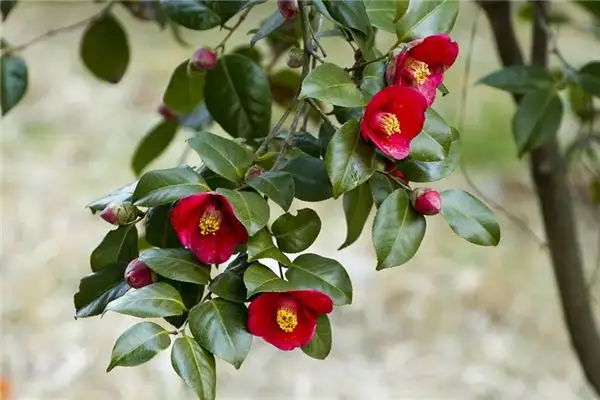 Dream of Camellia Flowers Meaning and Interpretation-DreamDecode