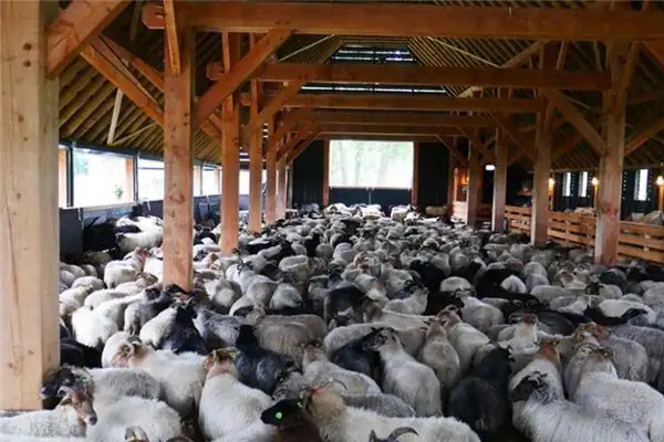 Dream Interpretation of Livestock Pen in Your Sleep