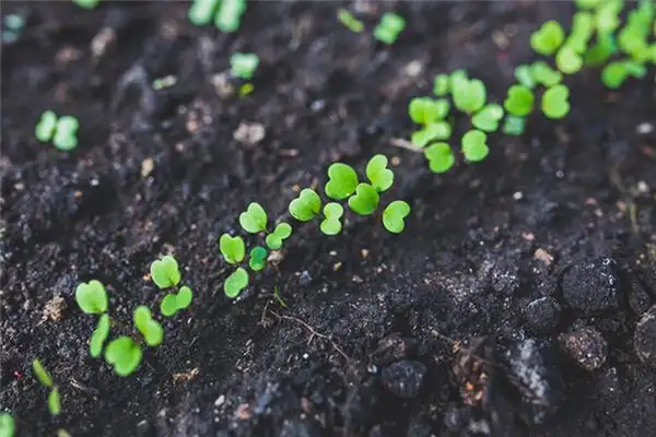 Dream Interpretation Seed Sprouting Meaning at NuvoraDream-DreamDecode