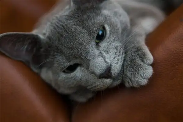 Dream Interpretation of Being Scratched by a Cat - NuvoraDream-DreamDecode