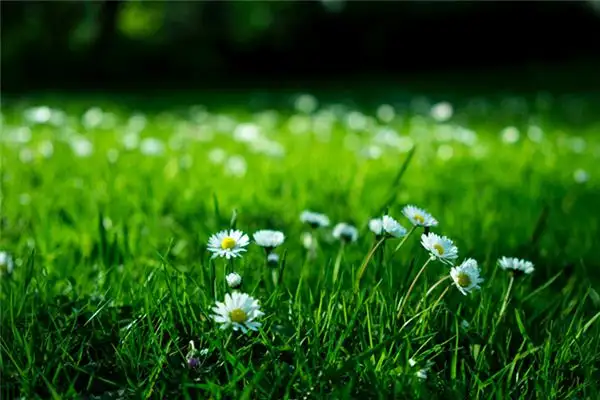 Dreaming of Grass Meaning and Interpretation - NuvoraDream - DreamDecode-DreamDecode