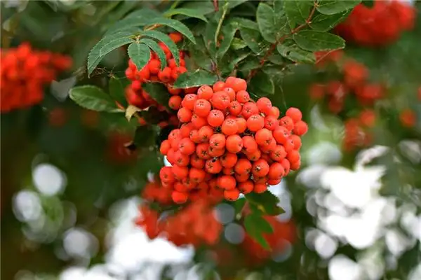 Dream Interpretation of Gooseberry Tree Meaning - NuvoraDream - DreamDecode-DreamDecode