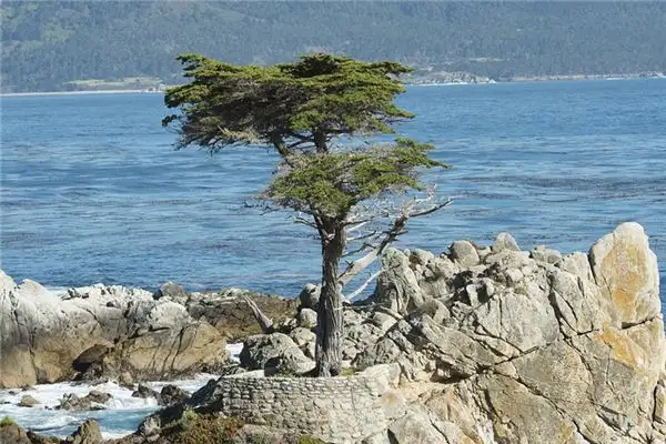 Dream of Pine and Cypress Meaning - NuvoraDream