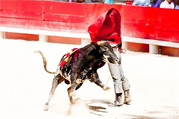 Dream of Bullfighting Meaning and Interpretation - NuvoraDream-DreamDecode