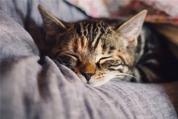Dream Interpretation of Resting in Sleep - DreamDecode-DreamDecode