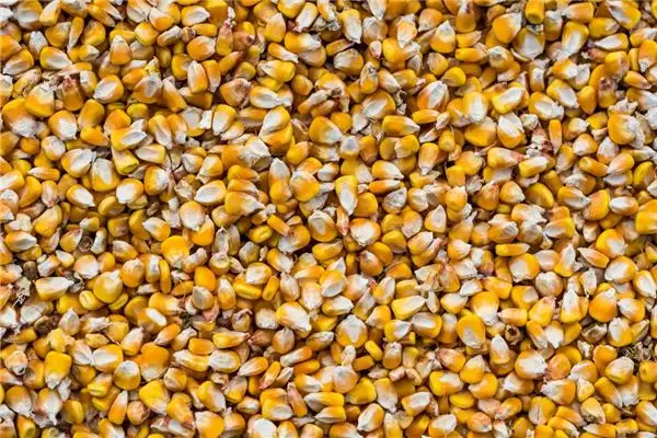 Dream Interpretation of Golden Corn in Your Sleep Nuvoradream-DreamDecode