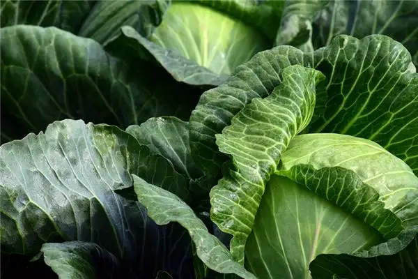 Dream of Cabbage Meaning and Interpretation - NuvoraDream-DreamDecode