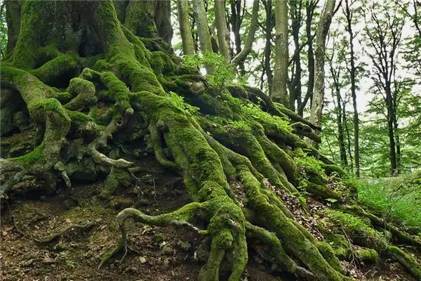 Dream Interpretation of Roots Meaning in Dreams NuvoraDream-DreamDecode