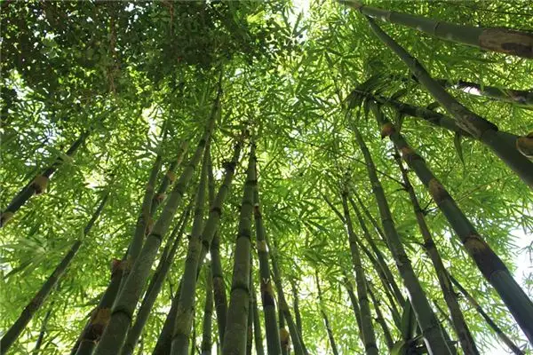 Dream of Bamboo Forest Meaning and Interpretation - NuvoraDream - DreamDecode-DreamDecode