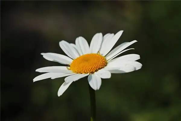 Dream of White Flowers Meaning and Interpretation - NuvoraDream - DreamDecode-DreamDecode