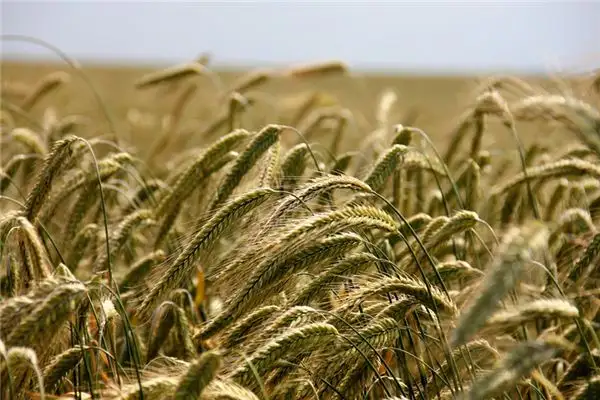 Dreaming of a Wheat Field Meaning and Interpretation - NuvoraDream-DreamDecode