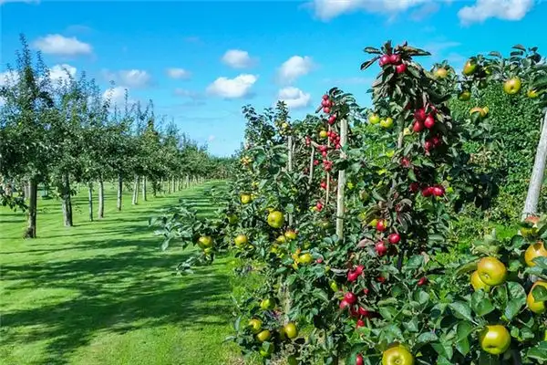 Dreaming of an Orchard Meaning and Interpretation - NuvoraDream-DreamDecode