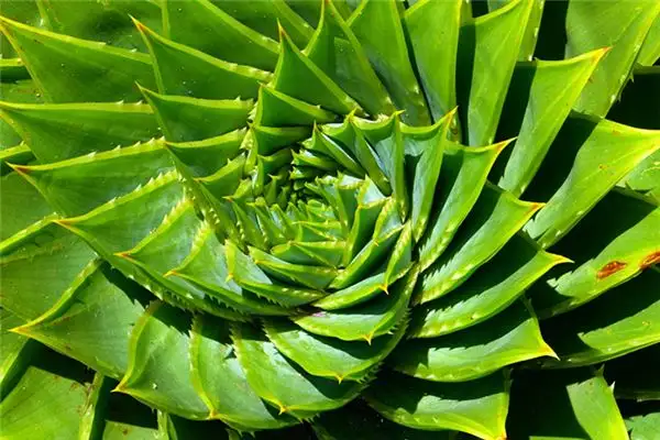 Dreaming of Aloe Vera Blooming Meaning and Interpretation - DreamDecode-DreamDecode