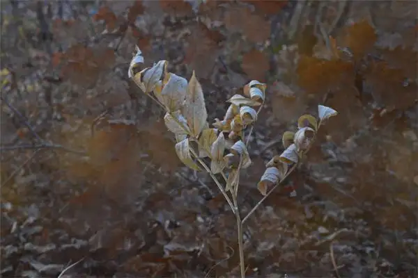 Dreaming of Withered Saplings Meaning and Interpretation - NuvoraDream - DreamDecode-DreamDecode