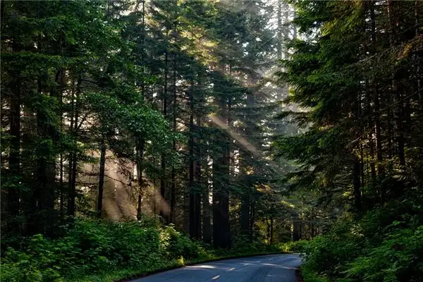 Dream of Redwood Tree Meaning - NuvoraDream - DreamDecode-DreamDecode