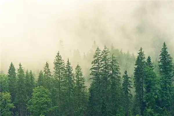 Dreaming of Green Trees Meaning and Interpretation - NuvoraDream - DreamDecode-DreamDecode