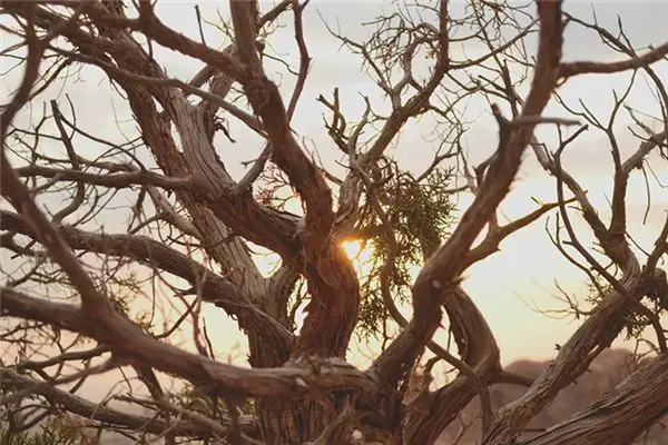 Dream Interpretation of Tree Trunks and Broken Branches - NuvoraDream - DreamDecode-DreamDecode
