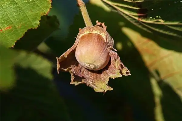 Dreaming of Hazelnut Tree Meaning and Interpretation - NuvoraDream - DreamDecode-DreamDecode