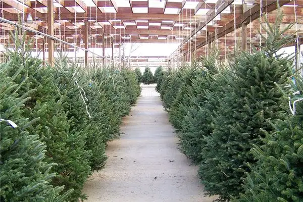 Dreaming of Evergreen Trees Meaning and Interpretation - NuvoraDream - DreamDecode-DreamDecode