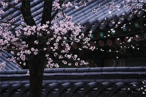 Dreaming of Plum Trees Meaning and Interpretation - DreamDecode-DreamDecode