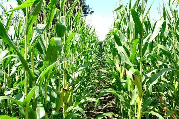 Dreaming of a Cornfield Meaning and Interpretation - NuvoraDream - DreamDecode-DreamDecode