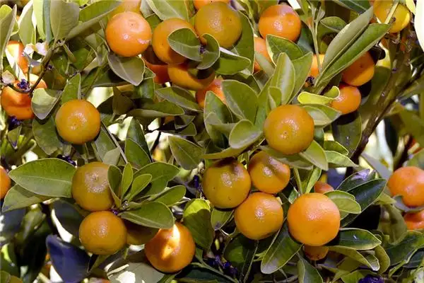 Dream of Orange Tree Meaning and Interpretation - NuvoraDream - DreamDecode-DreamDecode