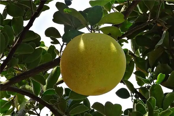 Dream of Pomelo Tree Meaning and Interpretation - NuvoraDream - DreamDecode-DreamDecode