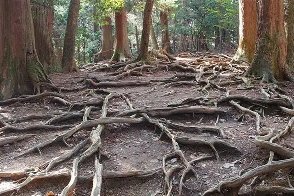 Dream Interpretation Tree Roots Meaning - NuvoraDream - DreamDecode-DreamDecode