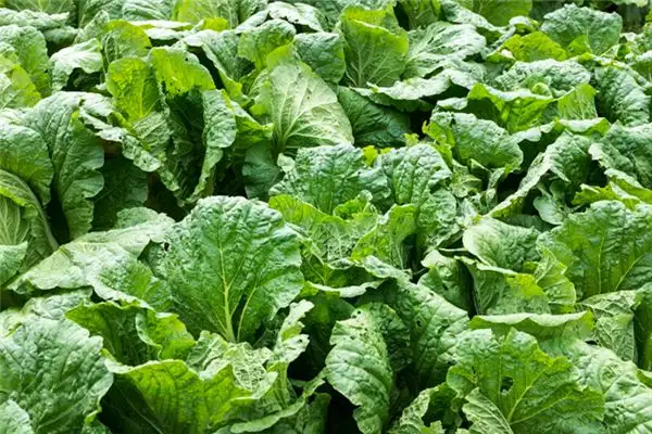 Dream of Cabbage Field Meaning and Interpretation - NuvoraDream - DreamDecode-DreamDecode