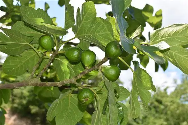 Dream Interpretation of Fig Tree in Dreams - NuvoraDream - DreamDecode-DreamDecode