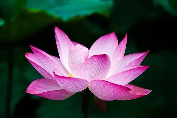 Dream of Lotus Meaning and Interpretation - NuvoraDream - DreamDecode-DreamDecode