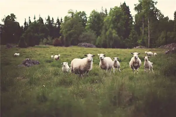 Dream Interpretation of a Farm in Your Sleep NuvoraDream - DreamDecode-DreamDecode