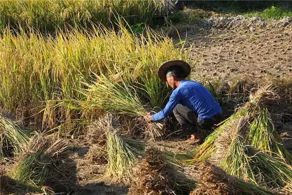 Dreaming of Harvesting Rice Meaning and Interpretation - NuvoraDream - DreamDecode-DreamDecode