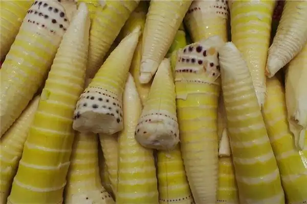 Dreaming of Bamboo Shoots Meaning and Interpretation - DreamDecode-DreamDecode