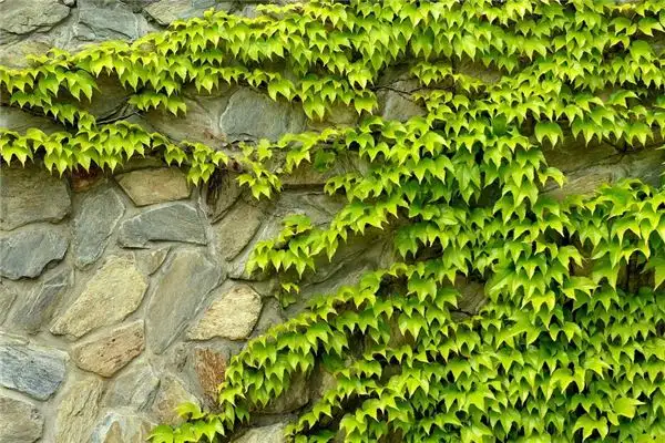 Dream of Climbing Plants Meaning and Interpretation - NuvoraDream - DreamDecode-DreamDecode