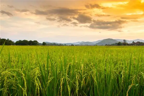 Dream Interpretation of Gathering Grain in Your Sleep NuvoraDream - DreamDecode-DreamDecode
