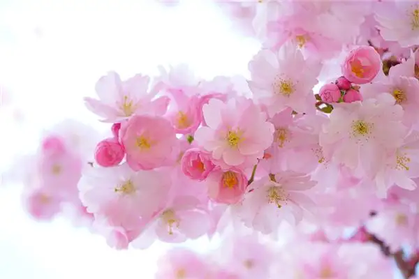 Dreaming of Spring Meaning and Interpretation - NuvoraDream - DreamDecode-DreamDecode