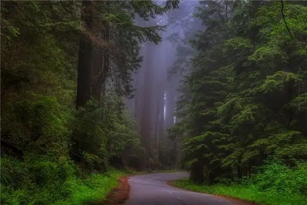 Dream of Cedar Tree Meaning and Interpretation - NuvoraDream - DreamDecode-DreamDecode