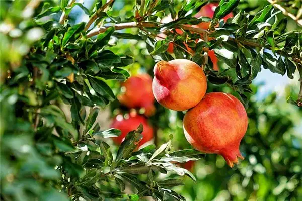 Dream of Pomegranate Tree Meaning - NuvoraDream - DreamDecode-DreamDecode