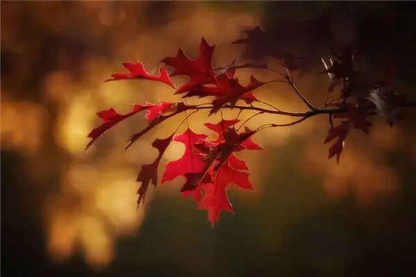 Dream of Leaves Meaning and Interpretation - NuvoraDream - DreamDecode-DreamDecode