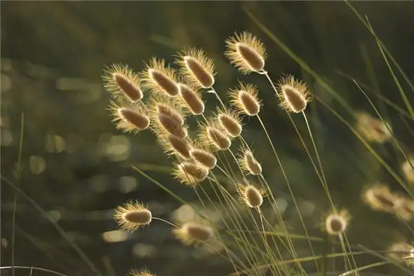 Dream Interpretation of Weeds in Your Sleep - DreamDecode-DreamDecode