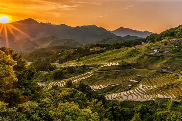Dream of Rice Meaning and Interpretation - NuvoraDream - DreamDecode-DreamDecode
