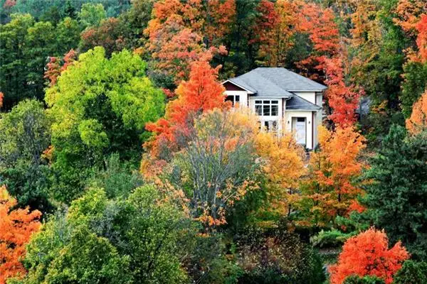 Dreaming of a Tree Growing Inside the House Meaning and Interpretation - DreamDecode-DreamDecode