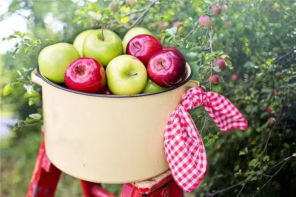 Dream Interpretation Picking Apples Meaning on NuvoraDream - DreamDecode-DreamDecode