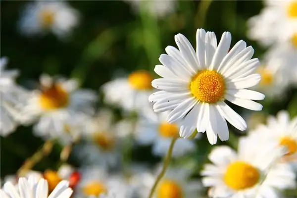 Dreaming of Daisies Meaning and Interpretation - NuvoraDream - DreamDecode-DreamDecode