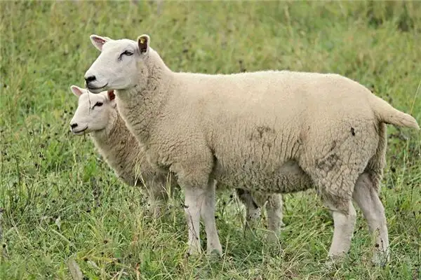 Dream Interpretation of Sheepskin in Your Dreams NuvoraDream - DreamDecode-DreamDecode