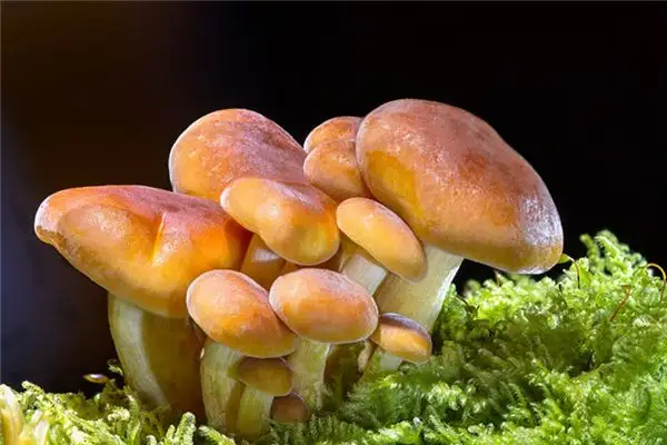 Dream Interpretation Buying Mushrooms Meaning on NuvoraDream - DreamDecode-DreamDecode