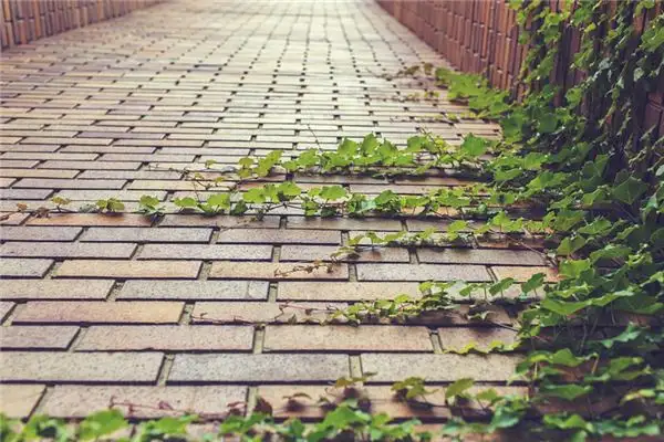 Dream of Vines Meaning and Interpretation - NuvoraDream - DreamDecode-DreamDecode