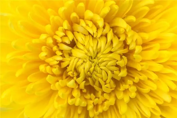 Dream of Yellow Chrysanthemums Meaning and Interpretation - DreamDecode-DreamDecode