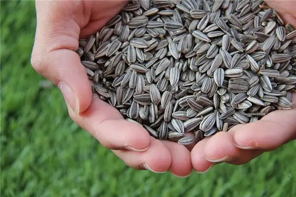Dream of Sunflower Seeds Meaning and Interpretation - NuvoraDream - DreamDecode-DreamDecode